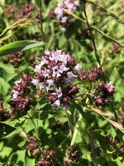 Origanum vulgare