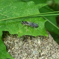 Merosargus caeruleifrons