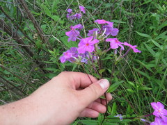 Phlox glaberrima
