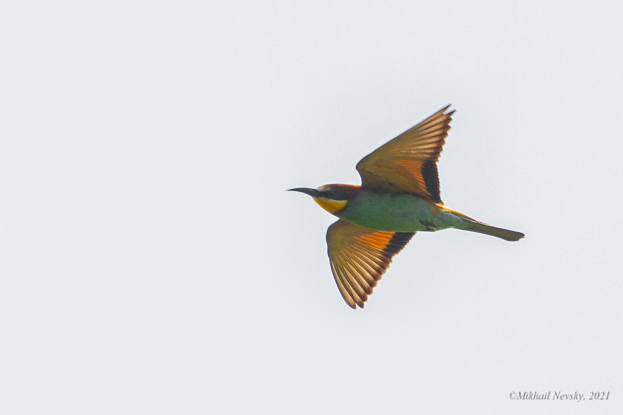 European Bee-eater