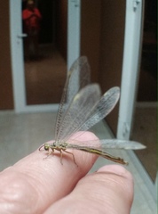 Myrmecaelurus trigrammus