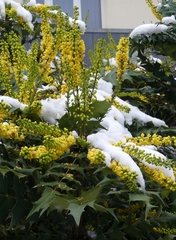 Berberis × hortensis