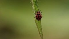 Coleomegilla maculata lengi