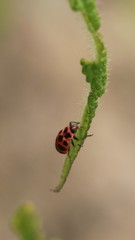 Coleomegilla maculata lengi