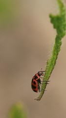 Coleomegilla maculata lengi