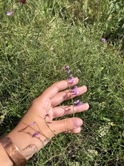 Vicia tenuifolia dalmatica
