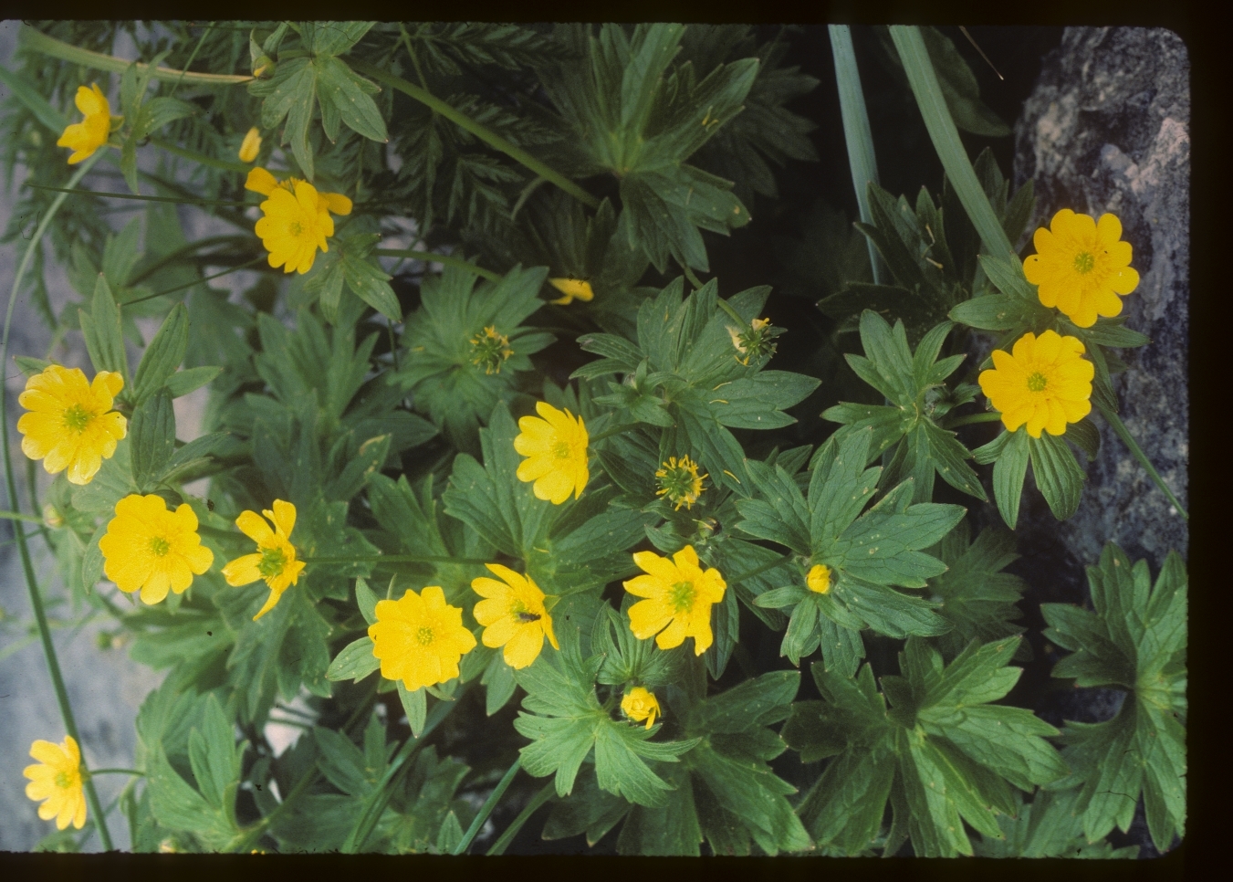 Ranunculus occidentalis var. hexasepalus