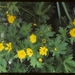 Ranunculus occidentalis hexasepalus - Photo (c) sddouglas, algunos derechos reservados (CC BY-NC)
