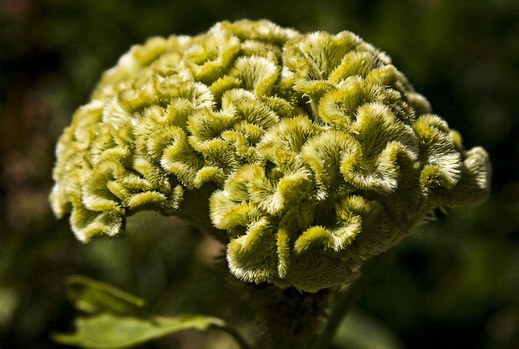 welcher dünger für olivenbaum Olivenbaum-Dünger 8-8-6 main image 1