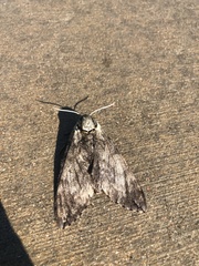 Ceratomia undulosa