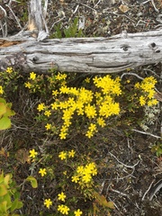 Hudsonia ericoides