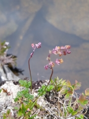 Thalictrum alpinum