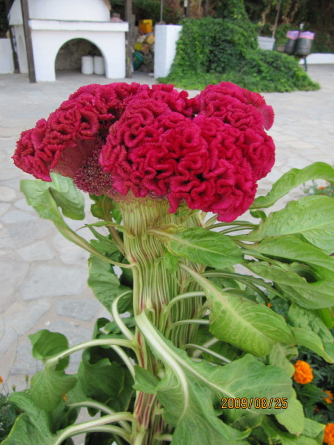 Cresta de Gallo (Celosia cristata) · NaturaLista Colombia