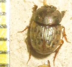 Onthophagini