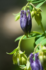 Aquilegia alpina