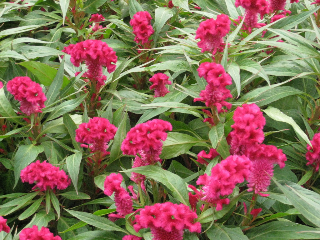 Cresta de Gallo (Celosia cristata) · NaturaLista Mexico