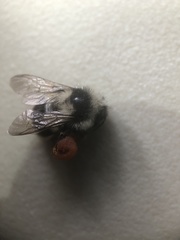 Bombus vancouverensis