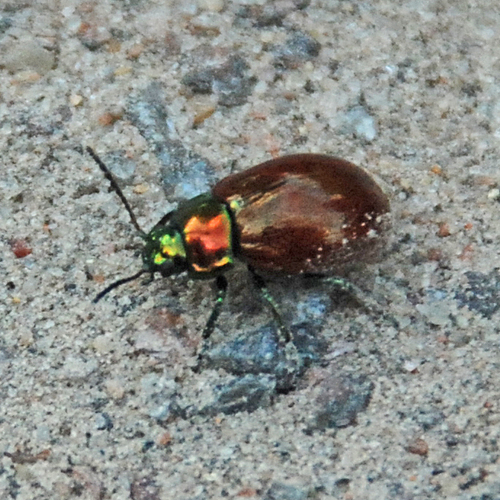 Knotgrass leaf beetle