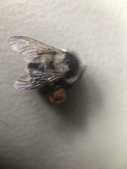 Bombus vancouverensis