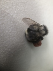 Bombus vancouverensis