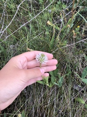 Trifolium ambiguum