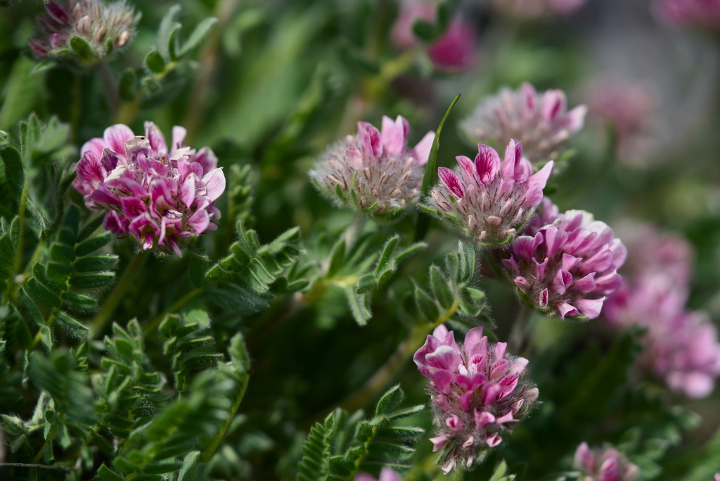 Mountain Kidney-vetch