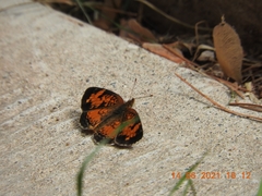 Phyciodes tharos image