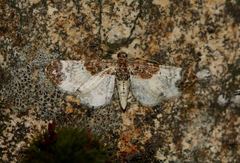 Eupithecia breviculata