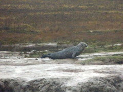 Phoca vitulina vitulina