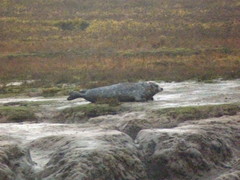 Phoca vitulina vitulina