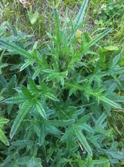Cirsium vulgare