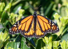 Danaus plexippus