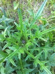 Cirsium vulgare