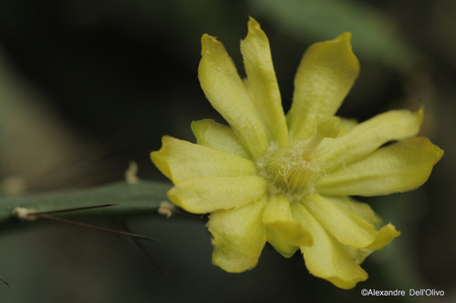 Brasiliopuntia brasiliensis