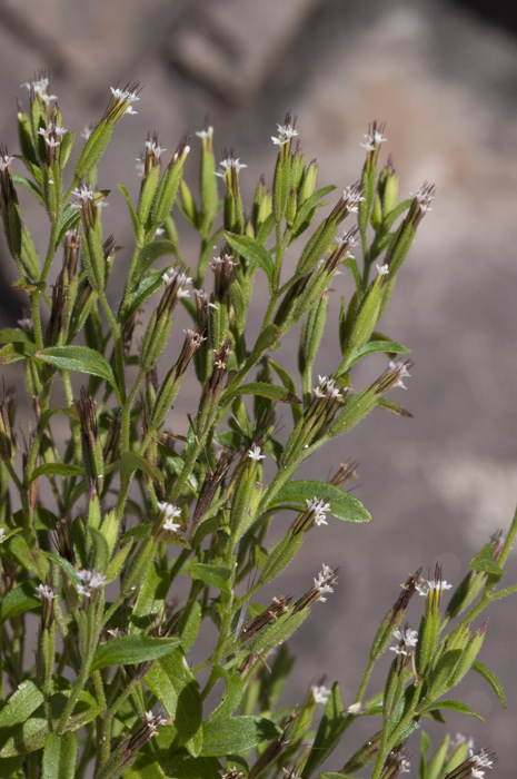 Stevia micrantha