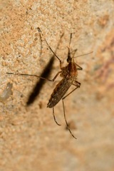 Aedes caspius