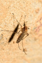 Aedes caspius