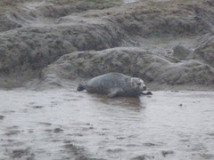 Phoca vitulina vitulina