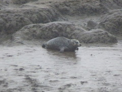 Phoca vitulina vitulina