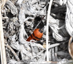 Castianeira alteranda