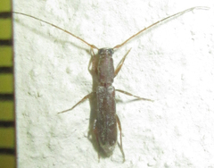 Linopteridius