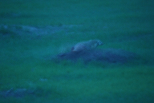 American Badger photographed in North Dakota