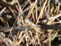 Staurorhectus longicornis