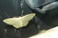 Scopula incanata