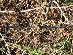 Staurorhectus longicornis