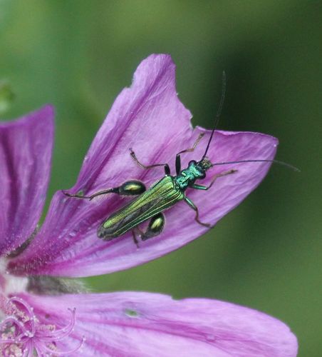 Grüner Scheinbockkäfer