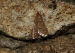 Bostra obsoletalis