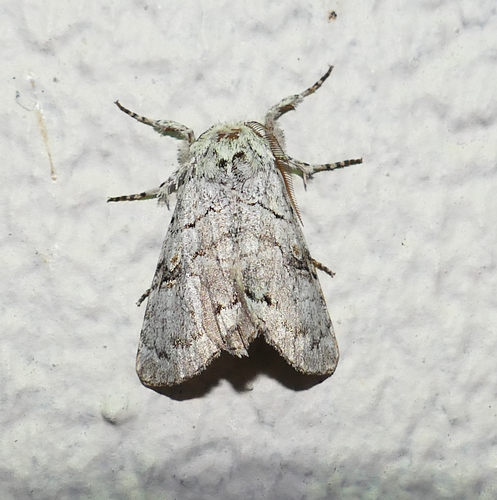 Charadra dispulsa photo 3