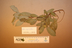 Salix myricoides