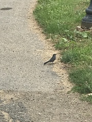 Dumetella carolinensis